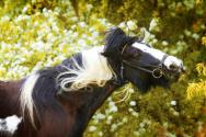 История разведения лошадей пинто