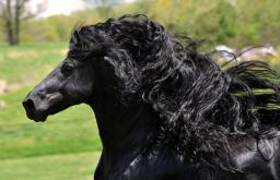 Самая красивая лошадь в мире - черный жеребец фридрих великий